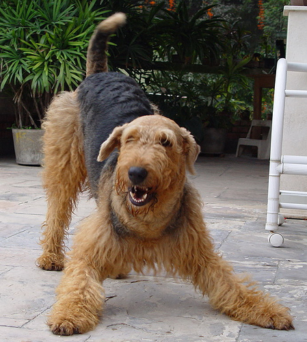 an airedale